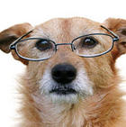 cane_anziano.jpg