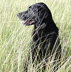 cane_giovane.jpg
