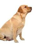 cane_gravidanza_0.jpg