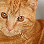 gatto_adulto.jpg